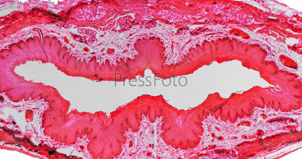 High resolution light photomicrograph of stratified flat epithelium section seen through a microscope