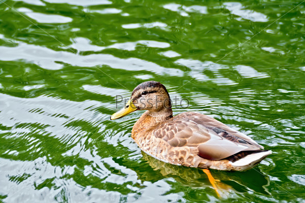 Wild duck swimming in green water pond