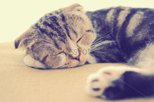 cute cat sleeping on the bed with retro filter effect