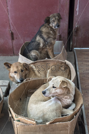 roving stray dogs sleeping in cardboard boxes