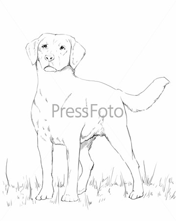 Young labrador dog standing, pencil drawing