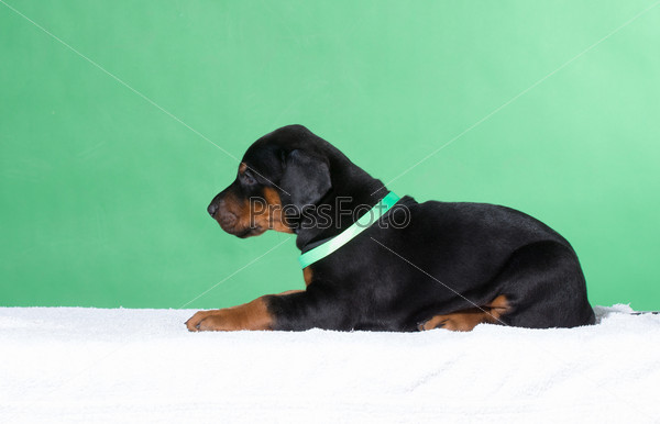 Puppu in green belt lying down