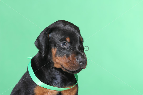 Portrait of Puppy with green belt on green background, stock photo