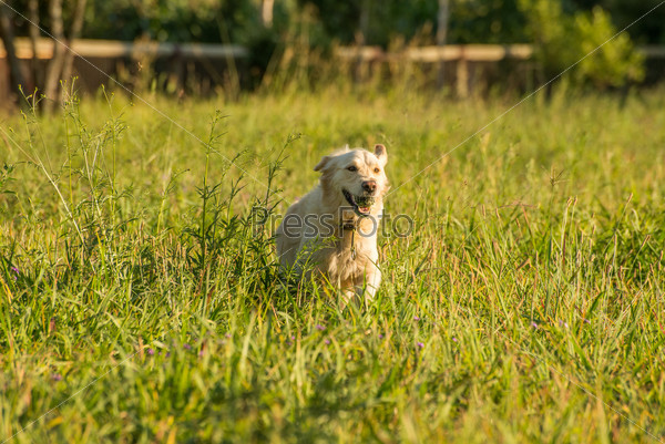 A female golden retriever runs with a tennis ball in her mouth in green fields of springtime, during the late afternoon.
