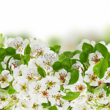 Blossoming fresh apple  tree flowers with green leaves border  against white background