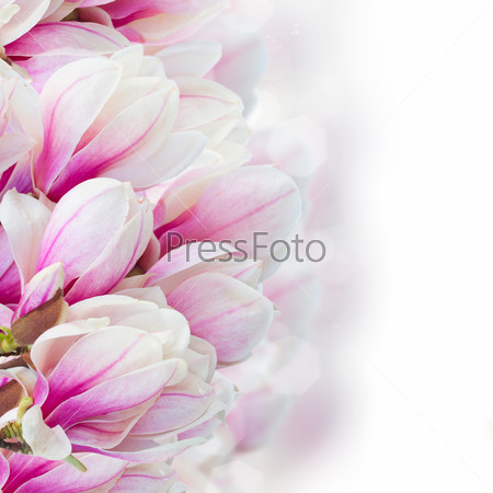 Blossoming pink magnolia  tree flowers border on  white background