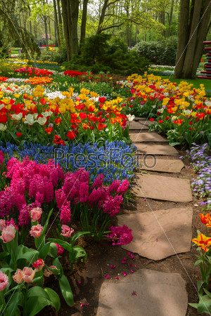 Stone path winding in spring flower garden with blossoming tulip and hyacinth flowers