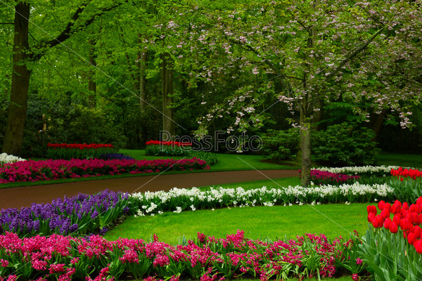 Colorful spring lawn with mix of flowers  in  garden Keukenhof, Holland