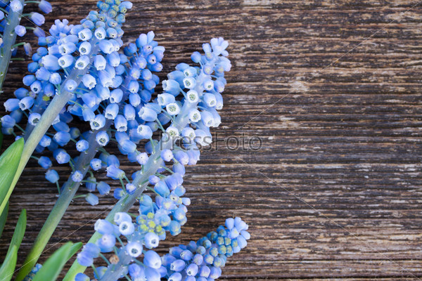 Muscari fresh blue flowers close up on  wooden background