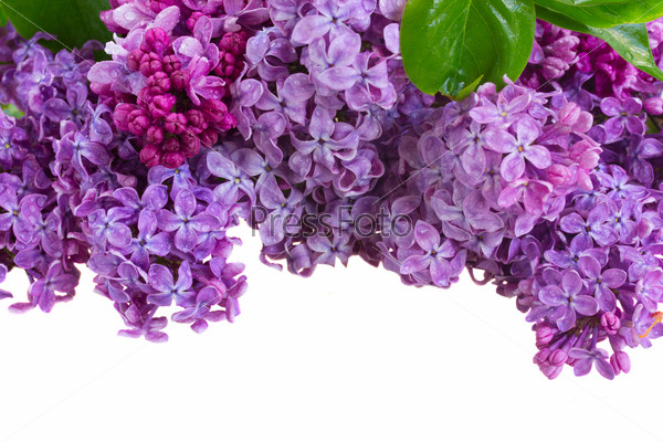 Bunch  of lilac flowers border isolated on white background