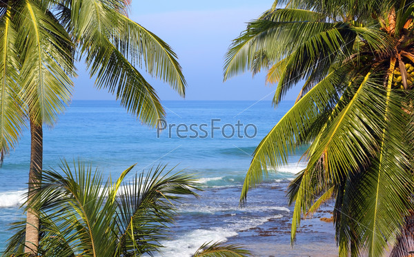 beautiful blue sea landscape with palm leaves on foreground