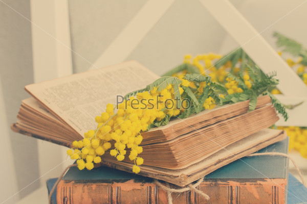 open  vintage old book  with french mimosa flowers, retro toned