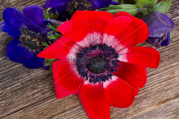 fresh  red anemone fresh flowers on wooden background close up