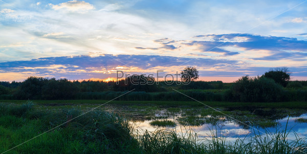 Panoramic summer landscape. Sunset on the background of the pond overgrown with sedges.