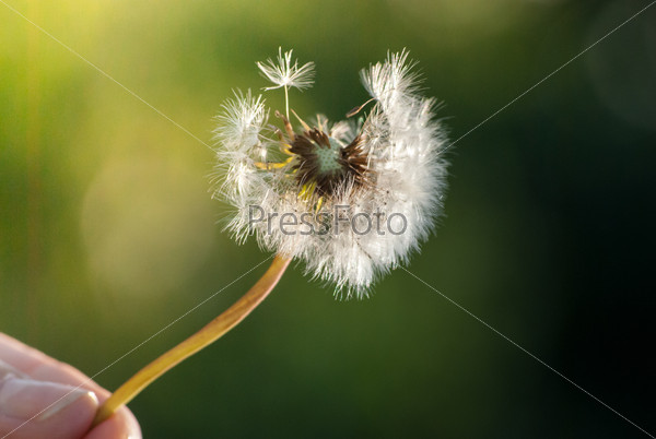 Female hand holding dandelion in wind against black