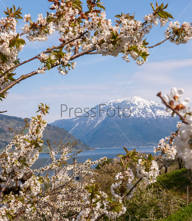 Landscape with mountains in Norwegian fjords in spring. view through the blooming cherry branch