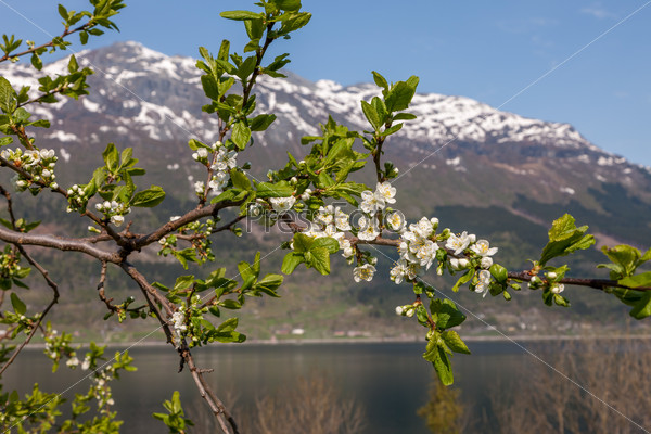 Landscape with mountains in Norwegian village. spring in Norwegian fjords. view through the blooming cherry branch