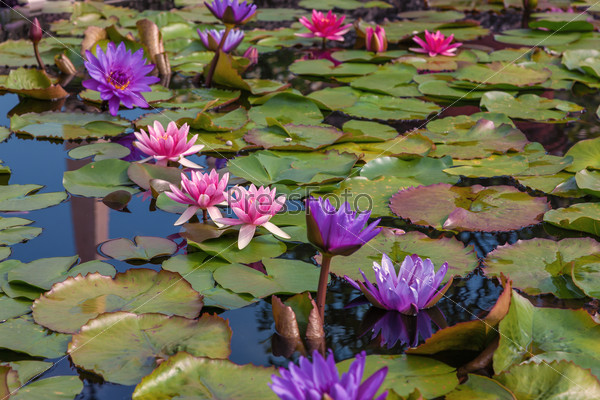 Pink lotus blossoms or water lily flowers