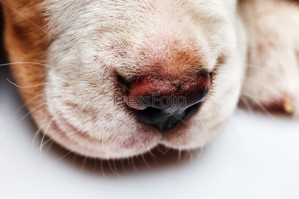 Nose of cute Beagle puppy, 1 month old,  sleeping in front of white background. muzzle puppy close-up