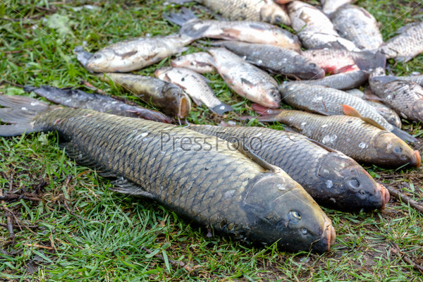 background freshwater fish caught in the river carp, carp and channel catfish
