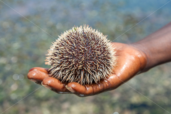 sea hedgehog lays on a man\'s hand