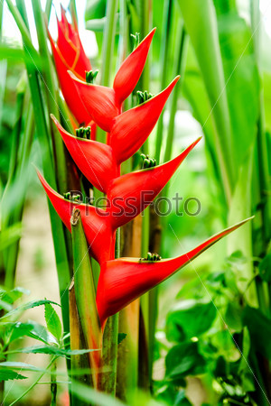 Close-up of Heliconia bihai (Red palulu), another name by which the plant is also commonly known is Balisier