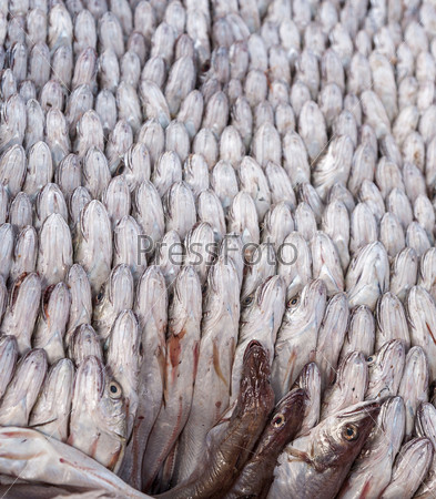 Fresh fish tightly packed together