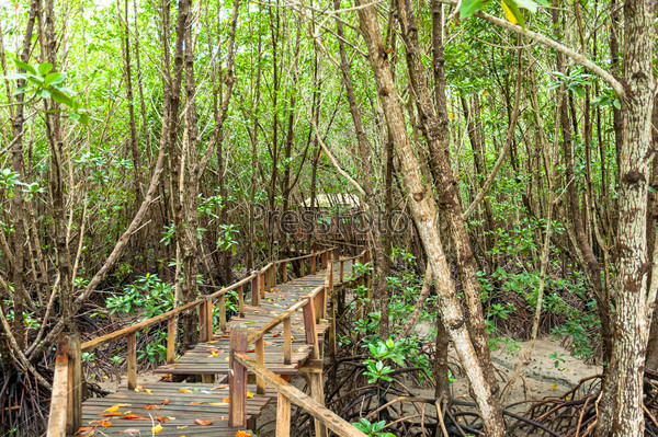 Landscape of Wood corridor at mangrove forest