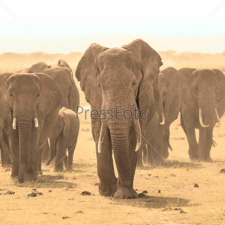 Herd of african elephants walking in savanna. African elephant societies are arranged around family units made up of around ten closely related females and their calves and is led by an older female.