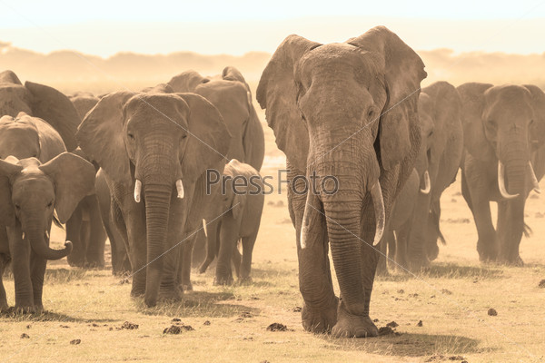 Stock Photo: Loxodonta africana, African bush elephant.