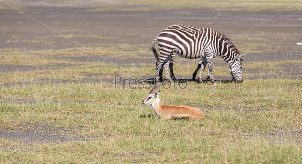 antelopes and zebra on a background of grass. Safari in Africa