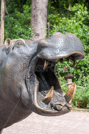 Hippopotamus showing huge jaw and teeth