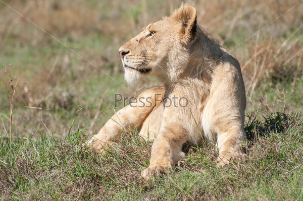 A  fully grown lioness is lying down, with her front paws stretched out in front of her, in the short grass on a hill. She seems relaxed and is staring in to the distance.