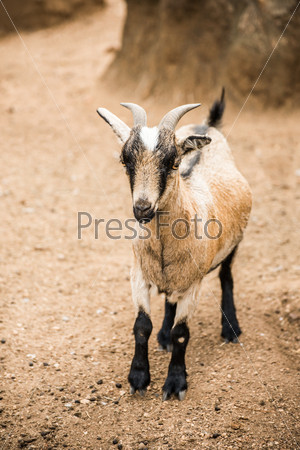 A brown and white, young pygmy goat stand in her pen looking towards the camera.