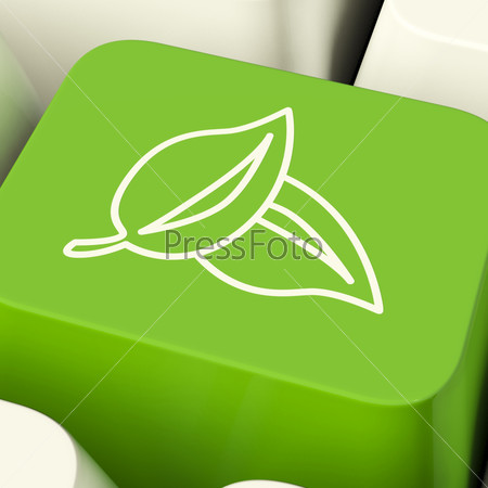 Leaves Icon Computer Key Green Showing Recycling And Eco Friendly