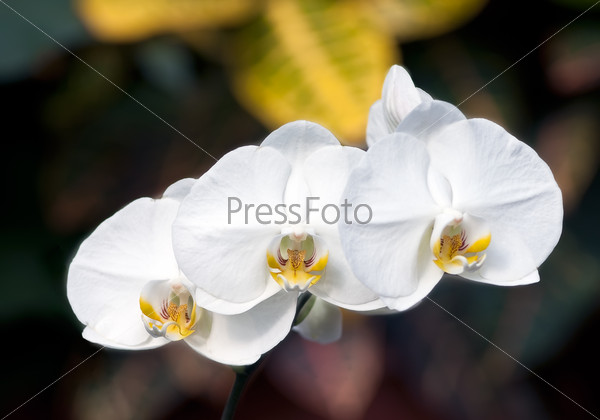 Orchidaceae is a diverse and widespread family of flowering plants, with blooms that are often colourful and often fragrant, commonly known as the orchid family.