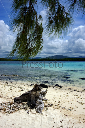 a tree in the beach of deus cocos in mauritius
