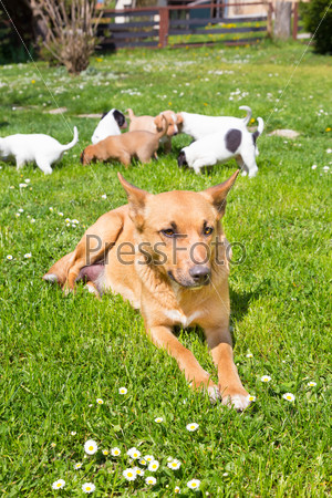 Mixed-breed cute little puppies playing with her dog mom outdoors on a meadow on a sunny spring day.