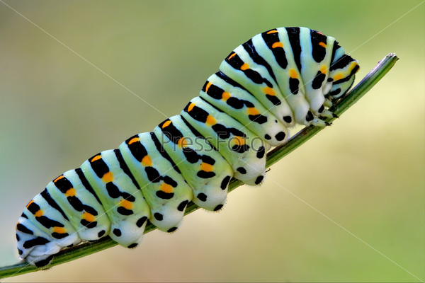 green caterpillar on a fennel