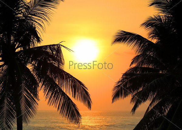 tropical sea sunset and palms