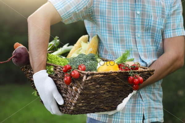 Basket filled fresh vegetables in hands of a man