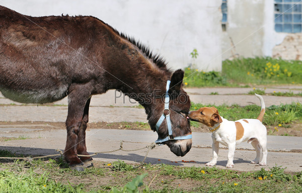 Photo funny donkey and dog