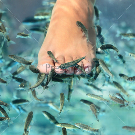 Pedicure fish spa feet wellness skin care treatment.