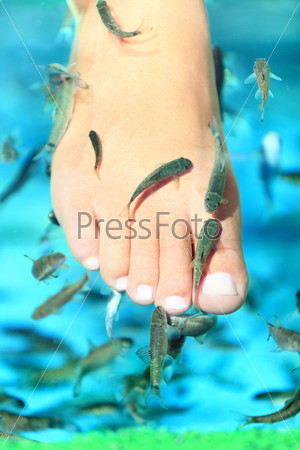 Fish spa - Rufa Garra. Pedicure treatment closeup of fish eating and blue water. Woman foot.