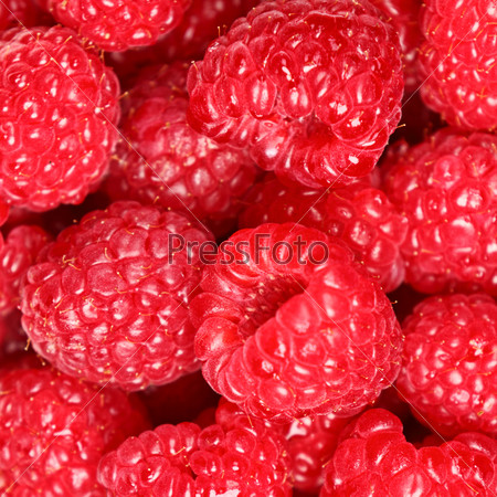 Raspberries - berry background texture of ripe fresh raspberry. Macro closeup photo.