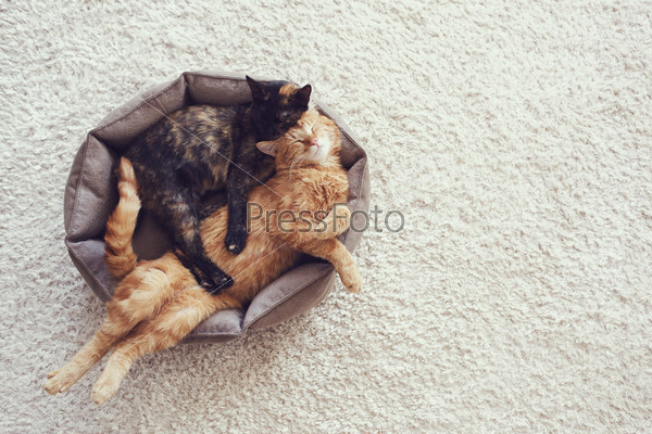 Couple cats sleep and hugging in their soft cozy bed on a floor carpet, stock photo