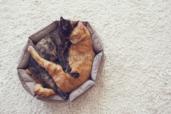 Couple cats sleep and hugging in their soft cozy bed on a floor carpet