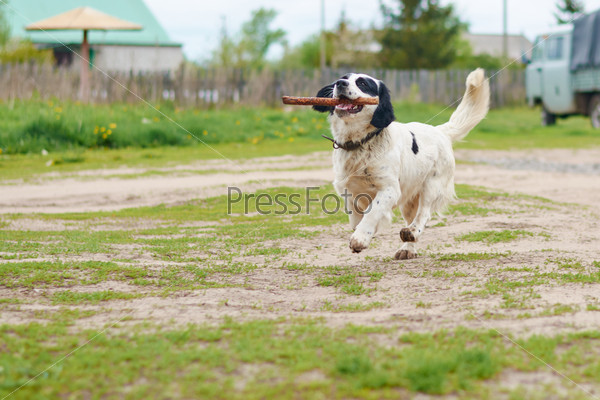 Russian Spaniel playing with a stick in the spring