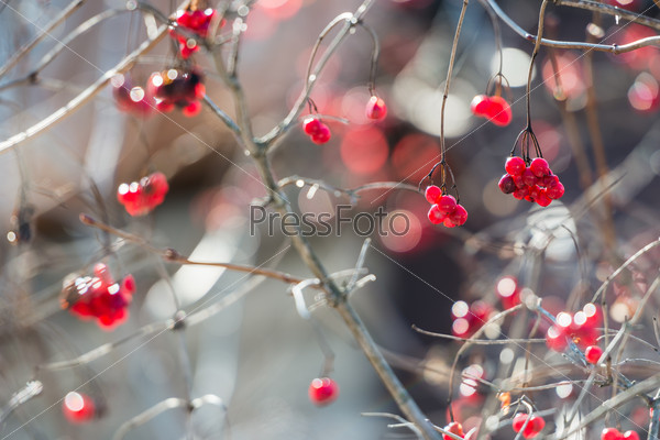 Close view of the overriped last year red berries and fragile twigs of guelder rose (viburnum) in shallow depth of field