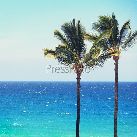 Blue beach ocean palm trees background